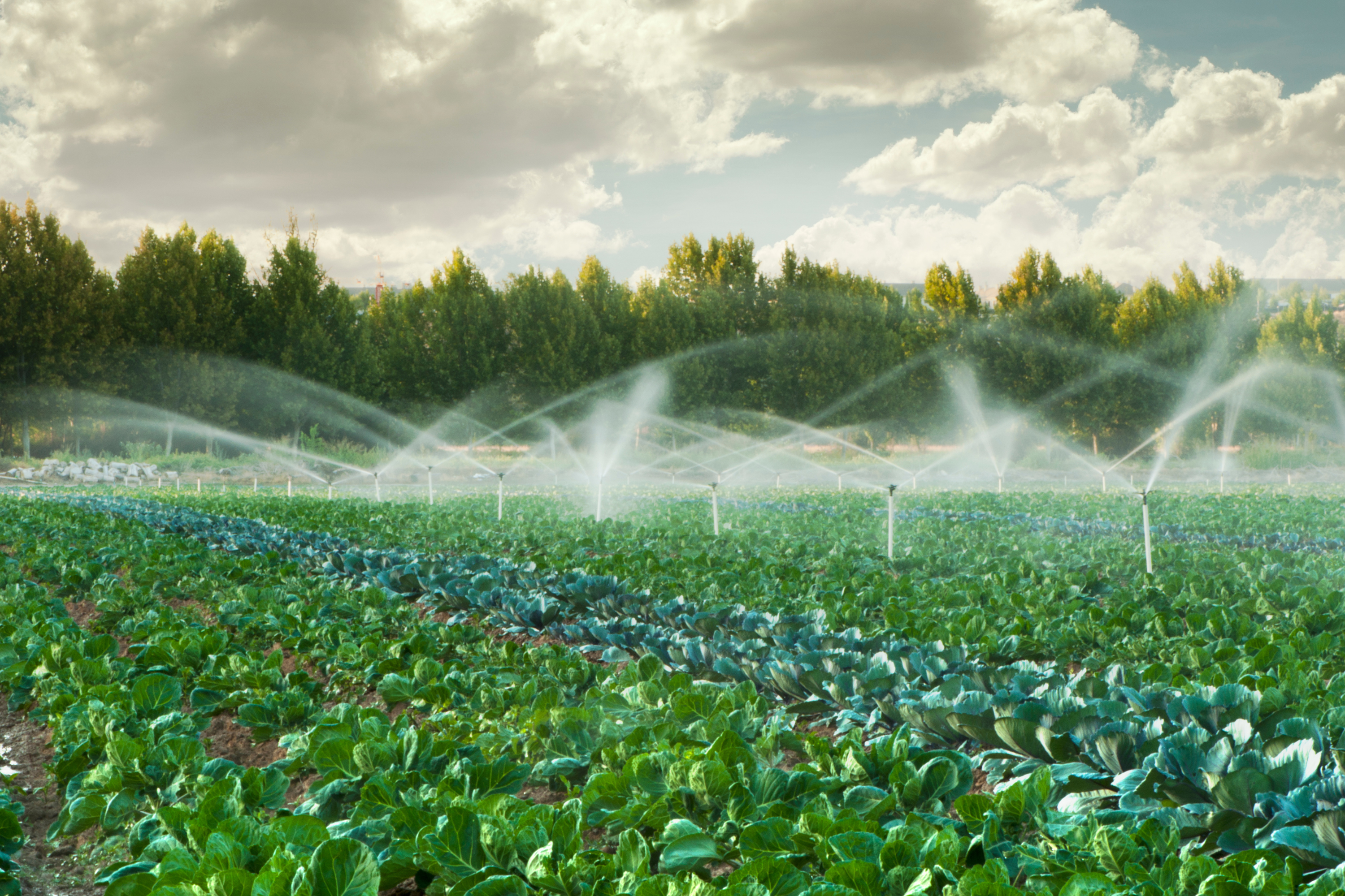 Irrigation Perspectives